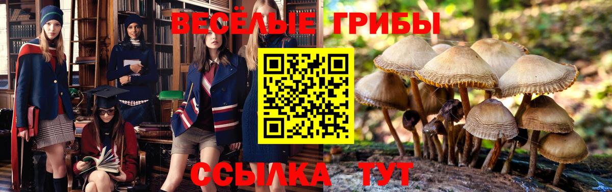 Псилоцибиновые грибы Psilocybine cubensis Богданович